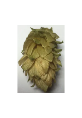 CV-12 hop cone specimen