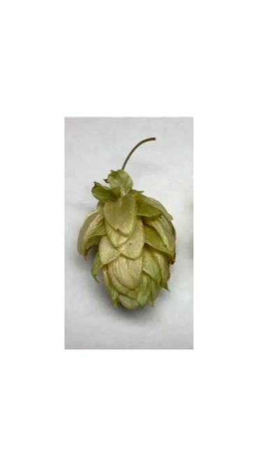 CVC™ hop cone specimen