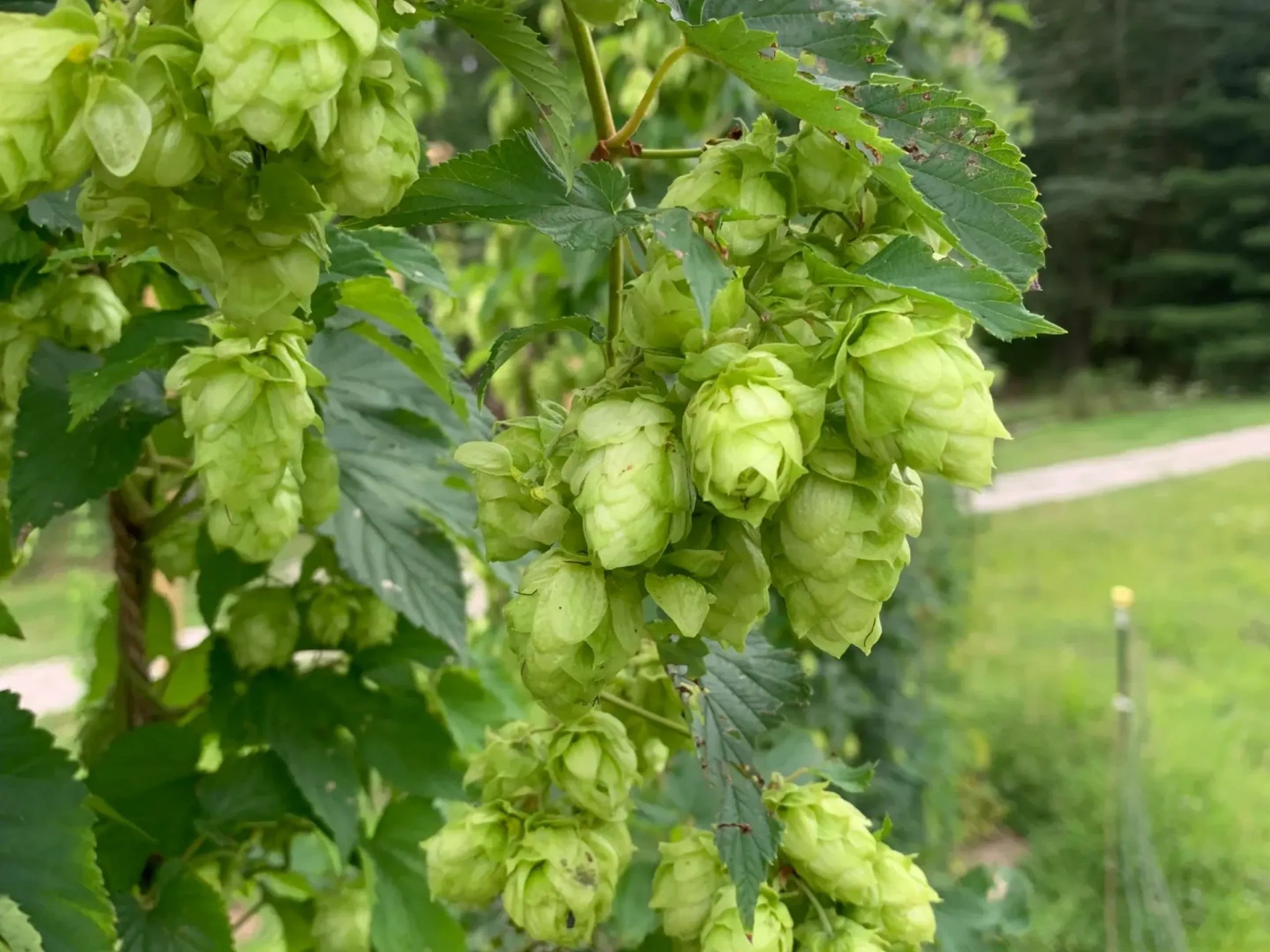 Fresh green hop cones growing on the bine at CV Hops